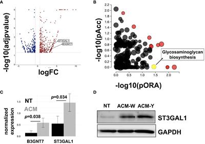 Adipose microenvironment promotes hypersialylation of ovarian cancer cells